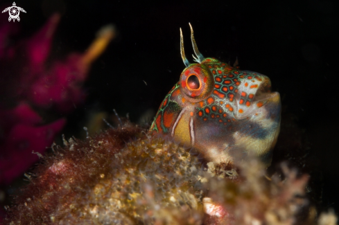 A Tessellated blenny