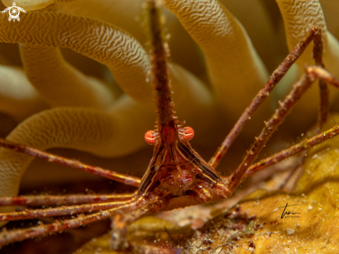 A Stenorhynchus seticornis | Arrow Crab