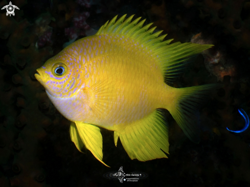 A Amblyglyphidodon aureus (Cuvier, 1830)  | Golden Damselfish