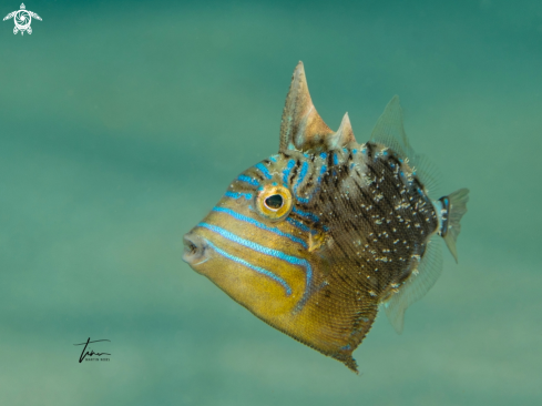 A Balistes vetula | Queen Triggerfish