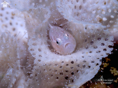 A Bryozoan Goby (12-13 mm)