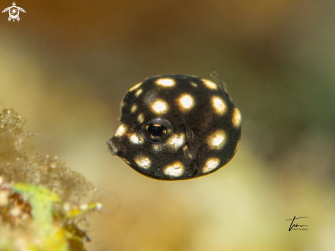 A Lactophrys triqueter | Smooth Trunkfish