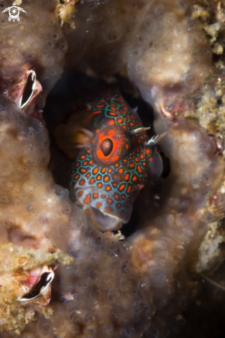 A Hypsoblennius invemar | Orange spotted blenny