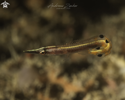 Arrow blenny