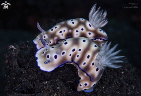 A Nudibranch