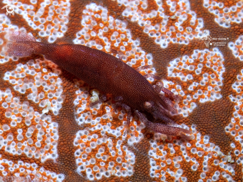 A Sea Star Shrimp