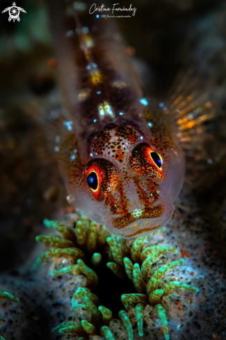 A Bryaninops yongei | Goby