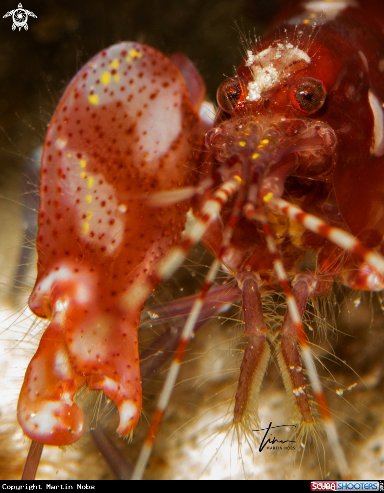 A Red Snapping Shrimp