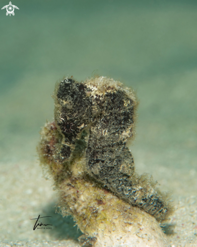 A Hippocampus reidi | Seahorse