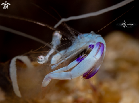 A Ancylomenes magnificus (Bruce, 1979)  | Shrimp