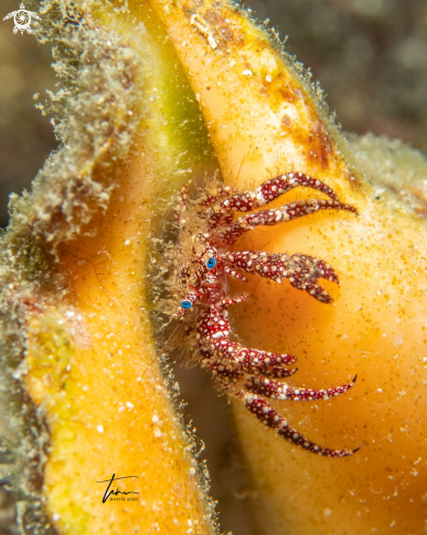 A White Speckled Hermit Crab