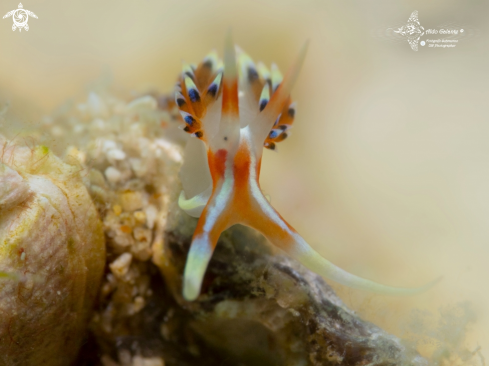 A Caloria indica (Bergh, 1896)  | Sea Slug-Nudibranch (25 mm)