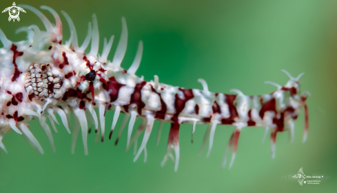 A Ghost Pipefish