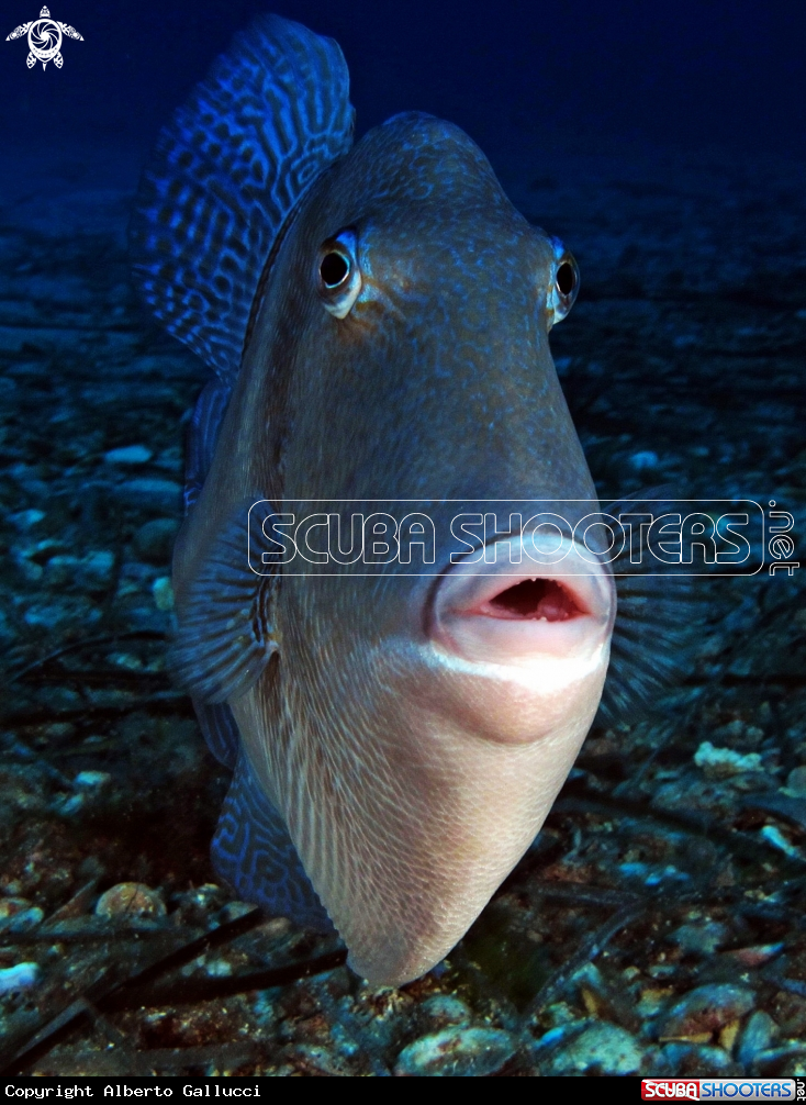 A Mediterranean Triggerfish