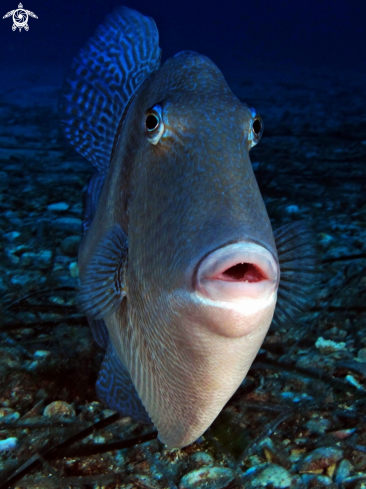 A Balistes carolinensis | Mediterranean Triggerfish
