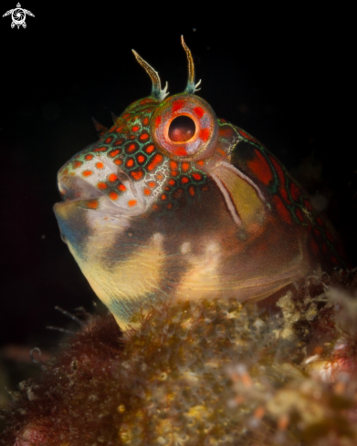 Tessellated blenny