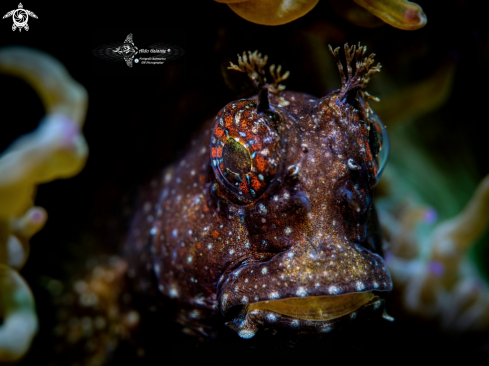 A Salarias ramosus (Bath, 1992) | Starry Blenny 