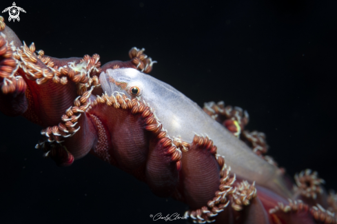 Soft Coral Ghost Goby