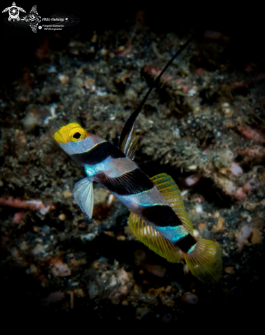 A Yellow Nose Shrimp Goby