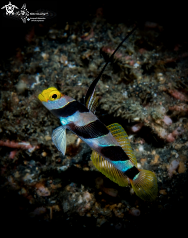 A Stonogobiops nematodes (Hoese & Randall, 1982)  | Yellow Nose Shrimp Goby