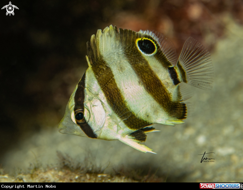 A Banded Butterflyfish