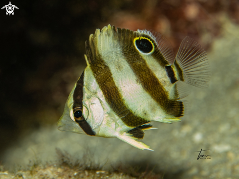 A Banded Butterflyfish