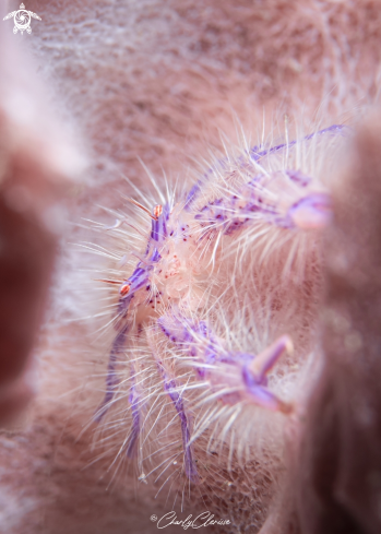 A Lauriea siagiani | Hairy Squat Lobster