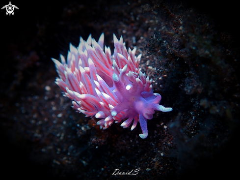 A Flabellina Affinis