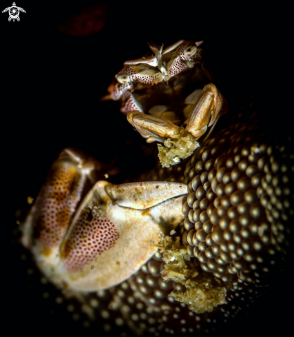 A Neopetrolisthes maculatus (H Milne Edwards, 1837 [in H Milne Edwards, 1834-1840]) | Porcelain Crab