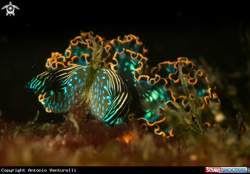 A Danzarina mexicana nudibranch