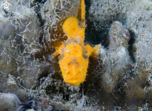 A Frog Fish