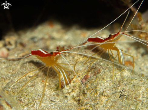 A Lysmata grabhami | Caribbean Cleaner Shrimp