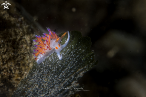 A Cratena peregrina | nudi