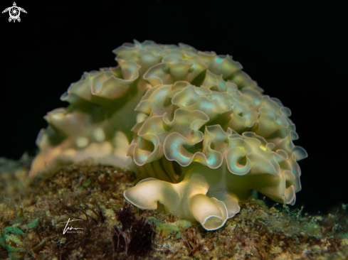 A Elysia crispata | Lettuce Sea Slug