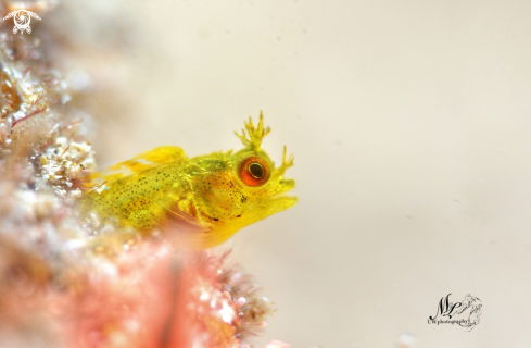 A Roughhead Blenny 