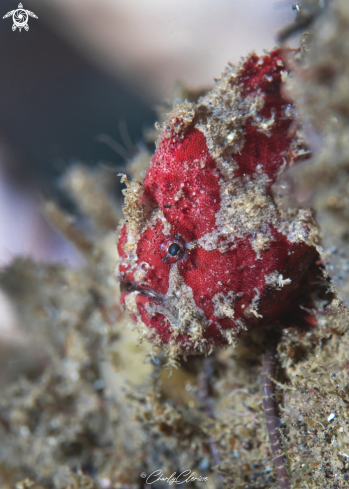 A Lophiocharon lithinostomus | Marbled-Mouth Frogfish