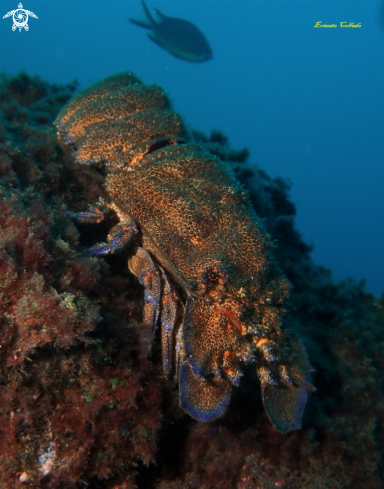 A Langosta canaria