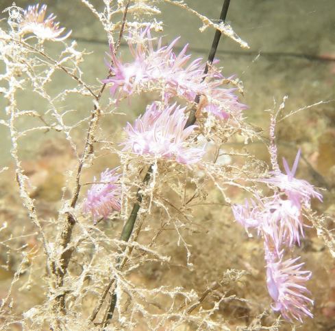 A flabellina affinis | Flabelline