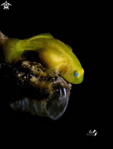 A Gobiodon okinawae | Yellow Gobyfish