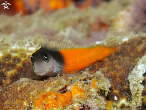 A Blenny Bicolor