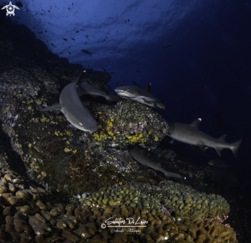 A WHITE TIP SHARK