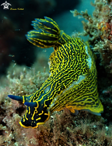 A Felimare picta | Nudibranquio