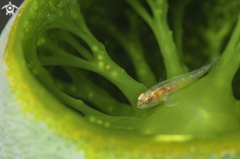 A Pleurosicya micheli | Michel's Ghost Goby