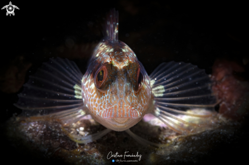 A Parablennius pilicornis | Ringneck blenny 