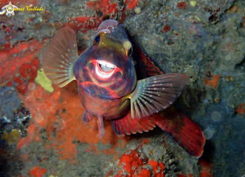 A Sparisoma cretense | Vieja