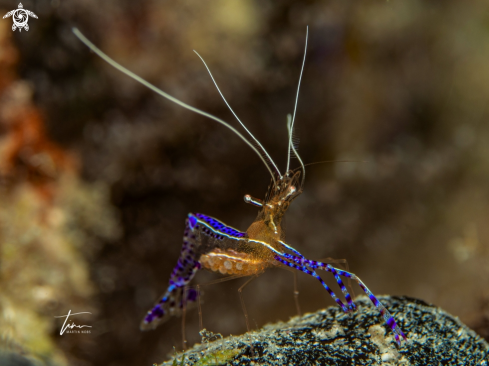 A Ancylomenes pedersoni | Pedersons Cleaner Shrimp