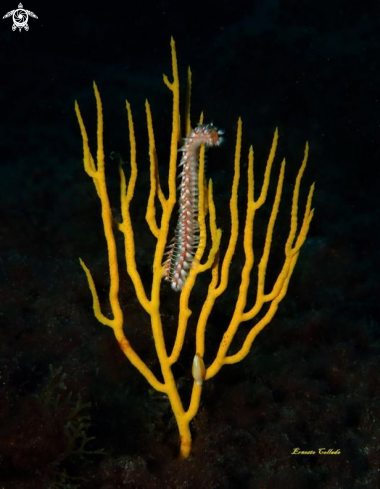 A Eunicella cavolinii y  Hermodice carunculata | Gorgonia amarilla con gusano de fuego