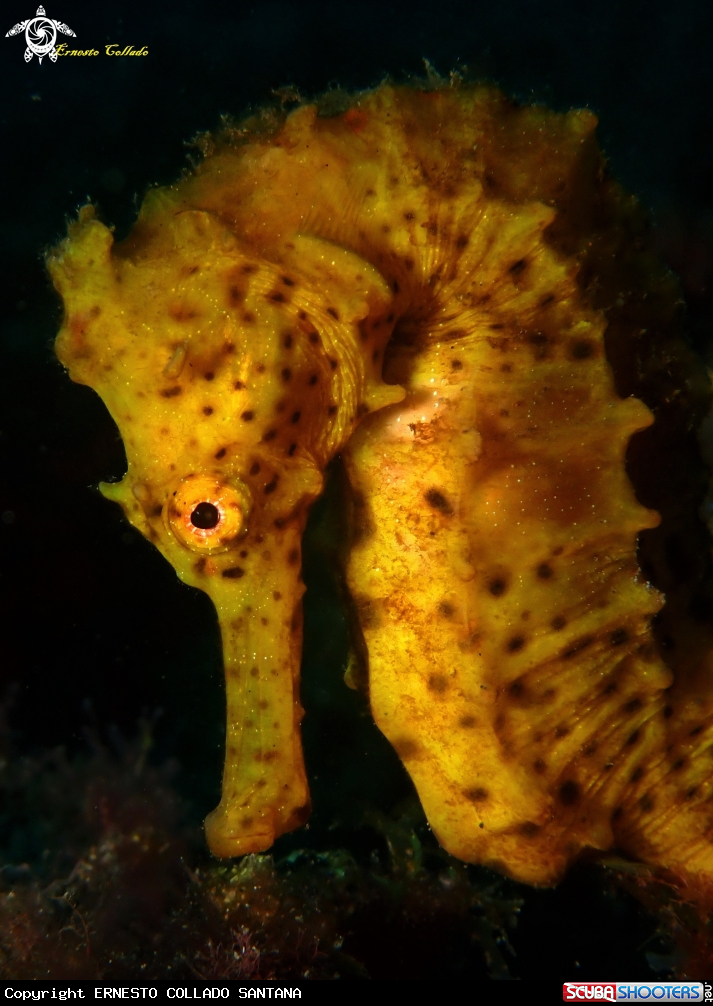 A Hippocampus algiricus