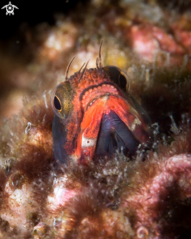 A Acanthemblemaria balanorum | Clubhead blenny