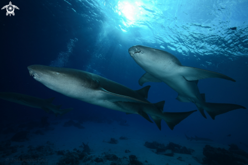 A Nebrius ferrugineus | Tawny Nurse Shark